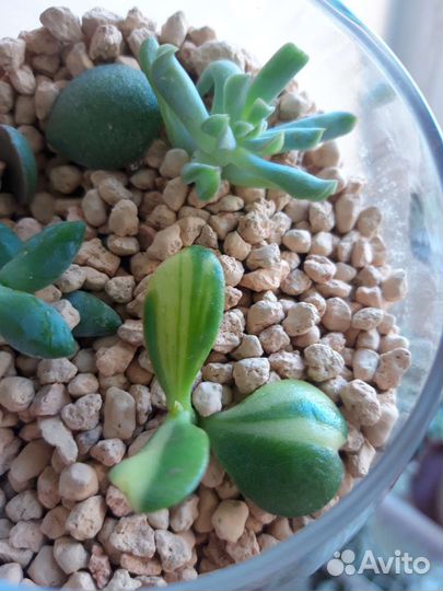 Фикус бенджамина, драцена, спатифиллум, крассула