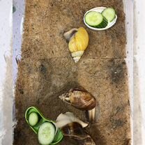 Улитки ахатины