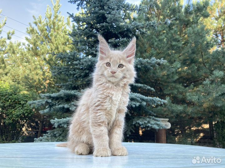 Котята мейн-кун