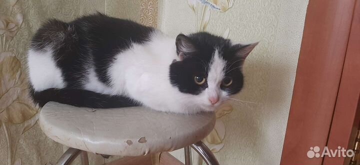 Кошка в дар бесплатно