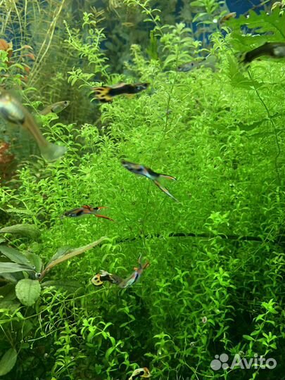 Аквариумные рыбки гуппи