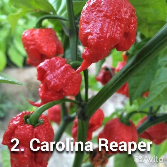Перец острый, коллекционный, Каролина Рипер