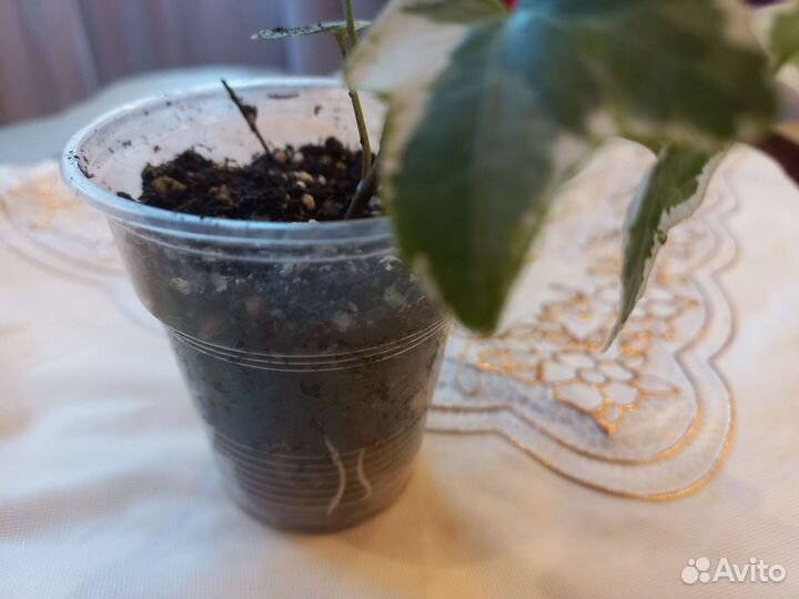 Плющ хедера варигатный