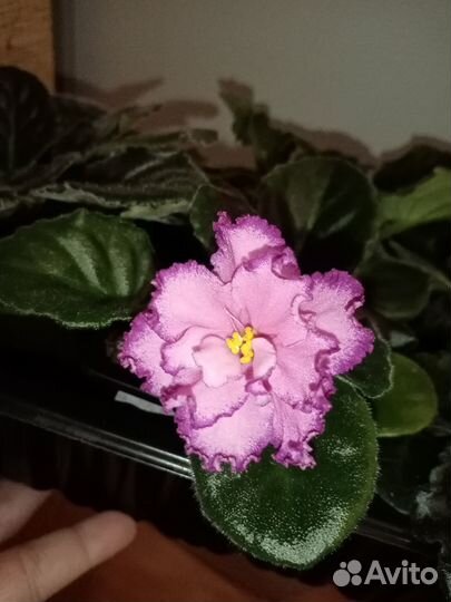 Цветущие фиалки