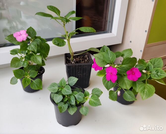 Бальзамин 4 вида