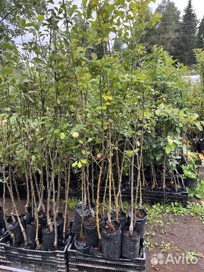 Яблоня Колоновидная