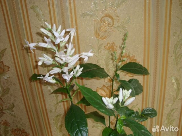 Эспиция, Уайтфельдия, Колерия и Кроссандра