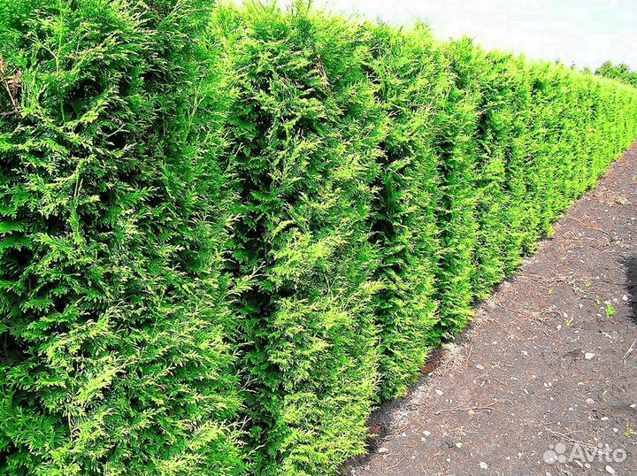 Туи брабант