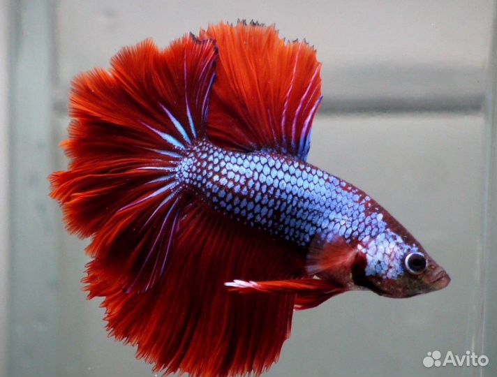 Аквариумные рыбки,растения,аквариумы,комплектующие