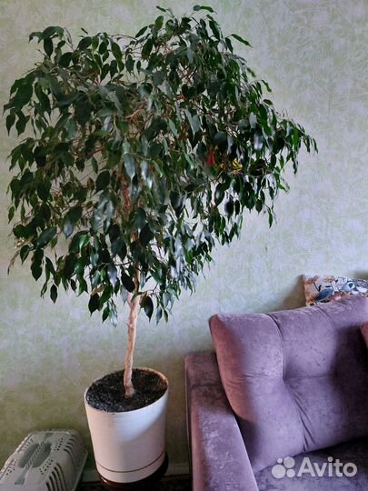 Комнатные растения цветы большие