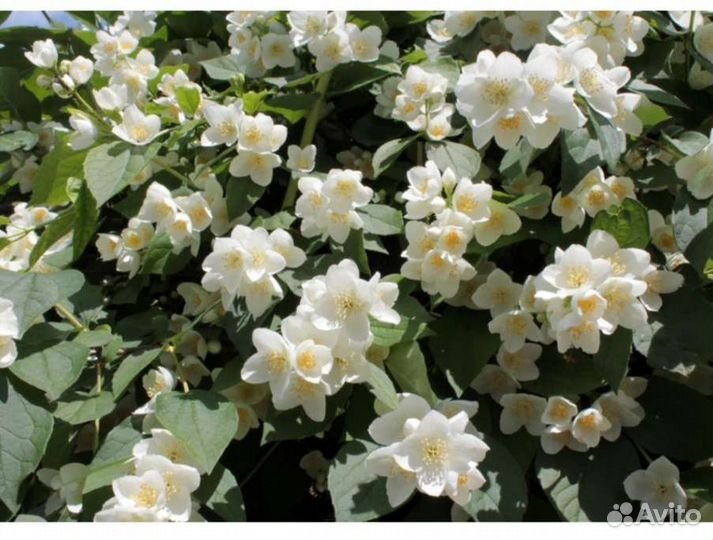 Саженцы чубушника (жасмин)