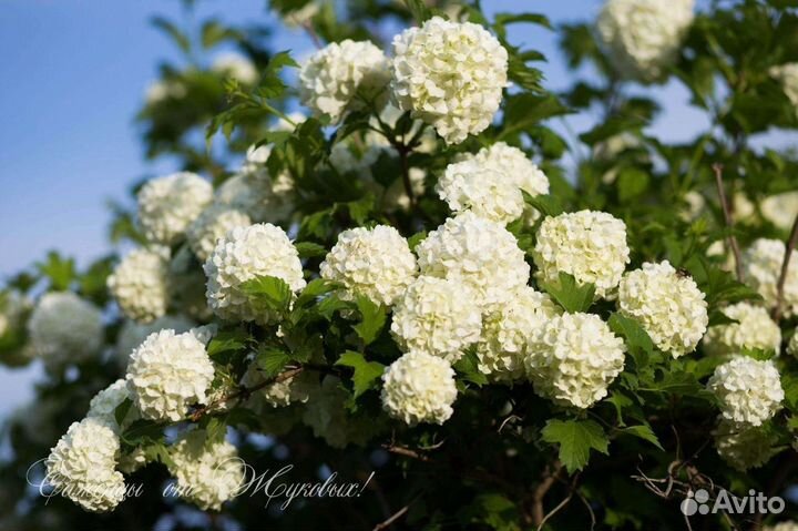 Растения декоративные для сада