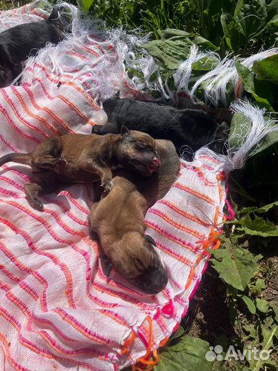 Щенки ротвейлера