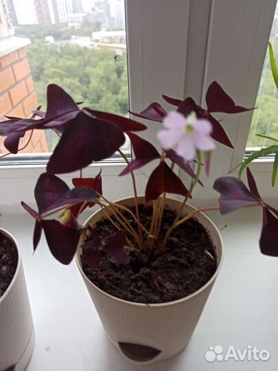 Кислица оксалис