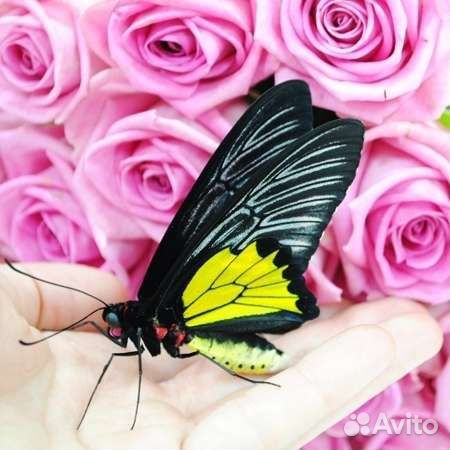 Живые бабочки на 8 марта предзаказ