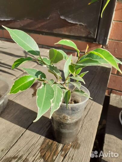 Комнатные цветы