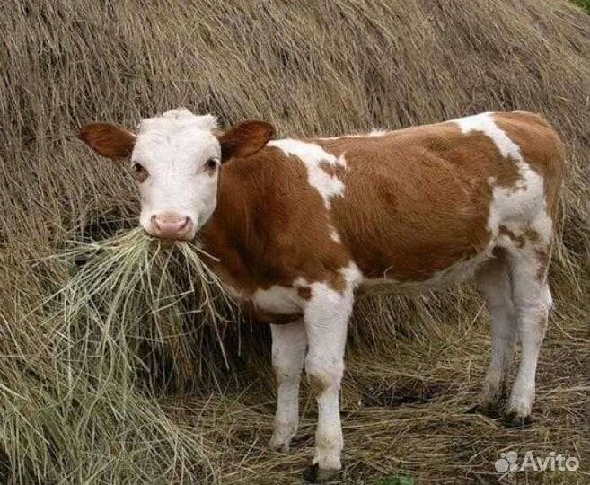Перегной в мешках