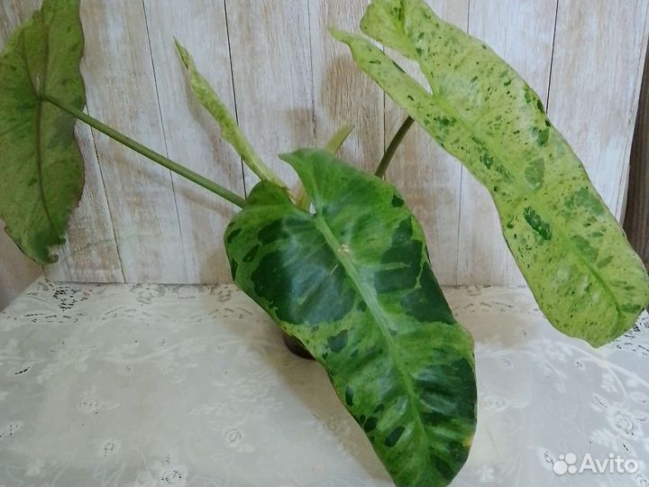 Филодендроны