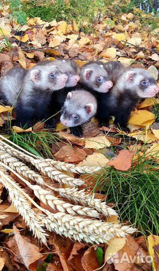 Домашний хорек