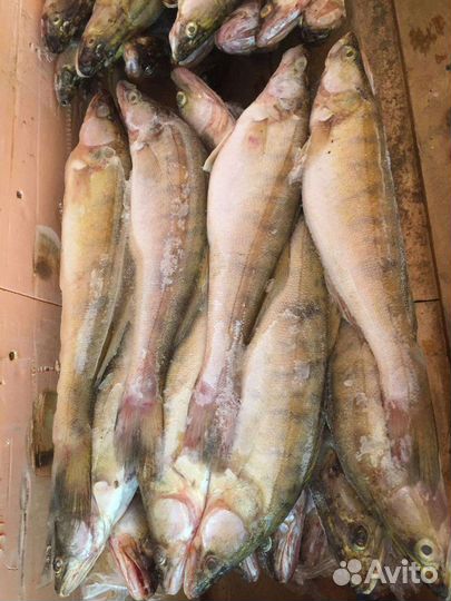 Свежий,охлажденный судак