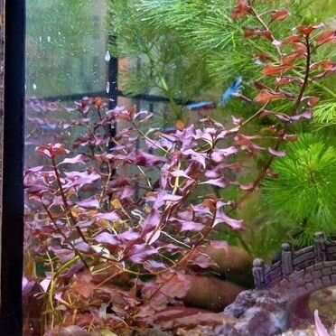 Супер red и кокомба