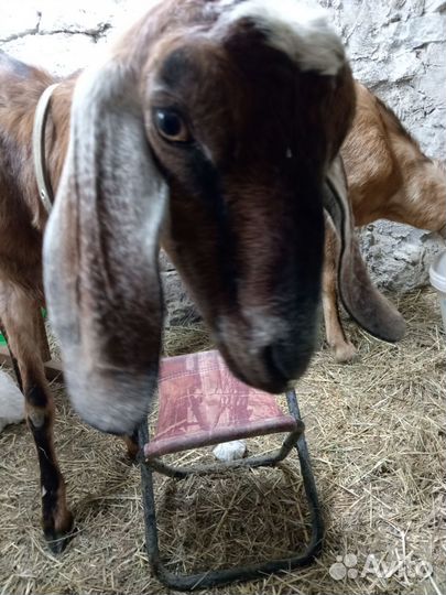 Дойные нубийские козы