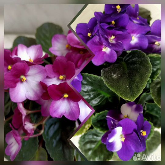 Фиалка Valeska Viol и Blue