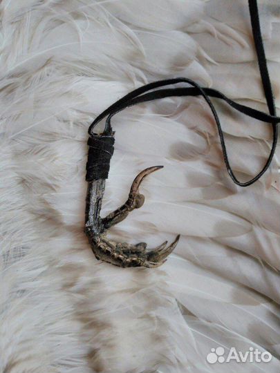 Шкурки,крылья,лапки,чучела.Таксидермия