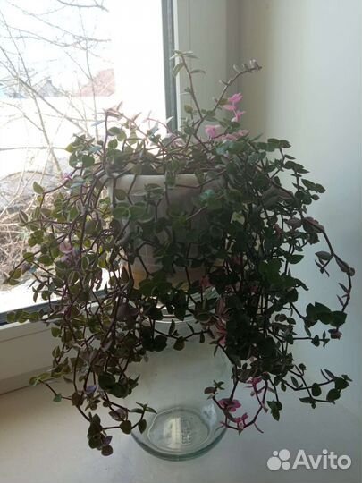 Коллизия бьянка