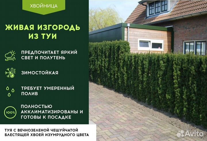 Живая изгородь из туи