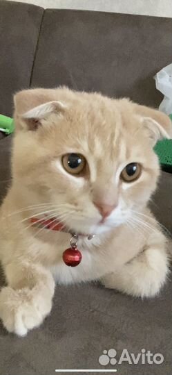 Вислоухий котик