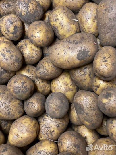 Семенной картофель