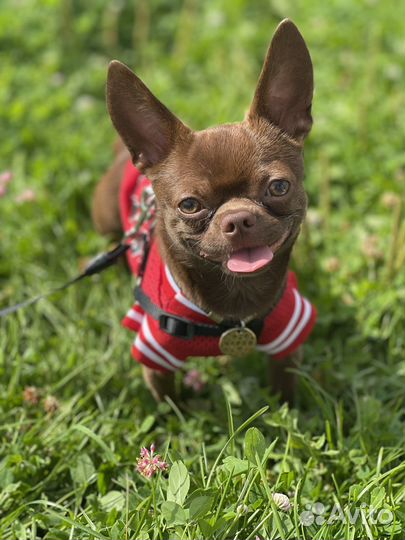 Вязка кобель чихуахуа бесплатно