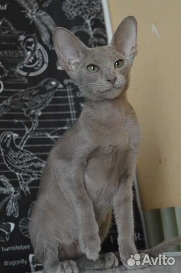 Ориентальные котята