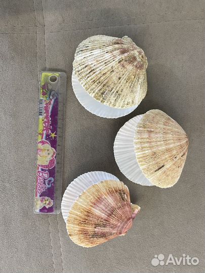 Декоративные ракушки