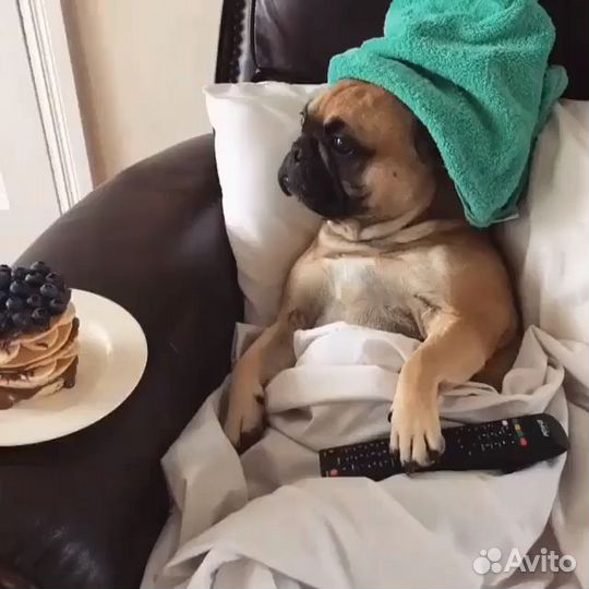 Зоогостиница для собак