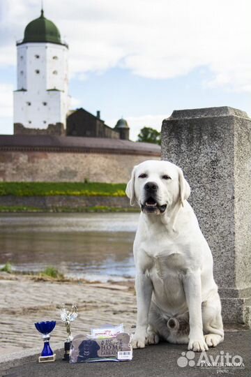 Лабрадор кобель вязка Starneos Sensey