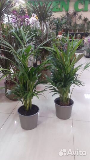 Пальма арека