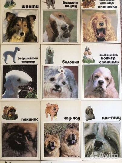 Набор открыток Наши верные друзья 2