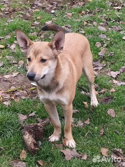 Щенок подросток Лаки ищет дом