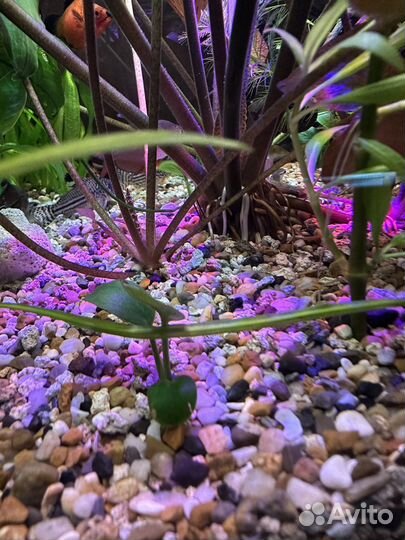 Рыбки и растения