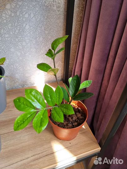 Замиокулькас