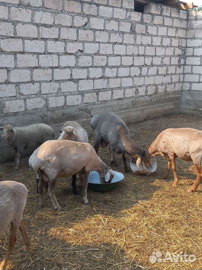 Козы,овцы