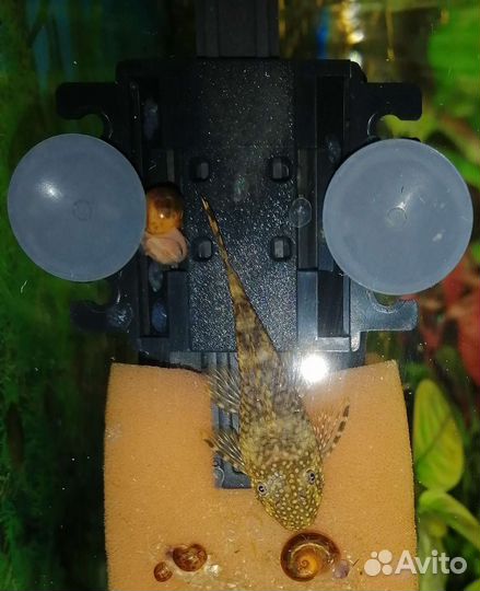 Сомики подросшие