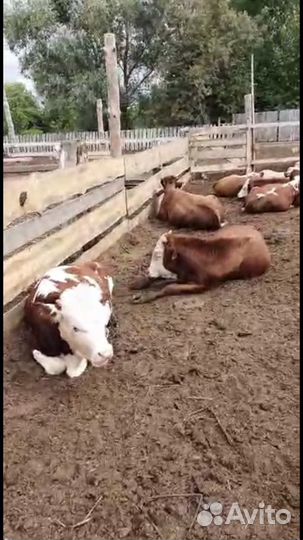 Бычки телята холмогоры сементалы