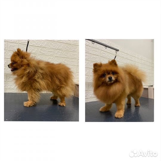 Груминг. Стрижка собак