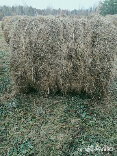 Сено в тюках