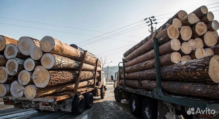 Лес кругляк пиловочник Кедр Свежей заготовки