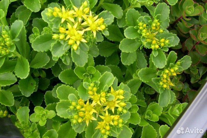 Дикий (девичий) виноград, трава бордюрная