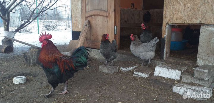 Инк яйцо амераукана,маран,загорская